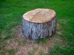 Best Tree Disease Treatment  in Anchorage, KY