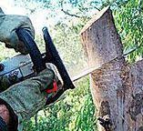 How Our Tree Care Process Works  in  Anchorage, KY