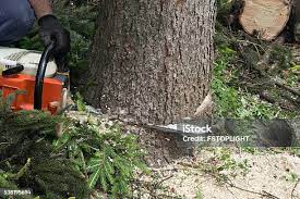 Best Commercial Tree Services  in Anchorage, KY