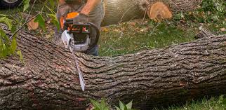 Best Palm Tree Trimming  in Anchorage, KY