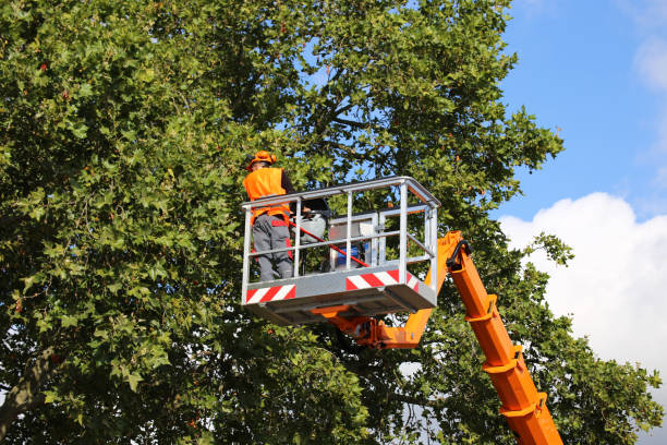 Best Tree Risk Assessment  in Anchorage, KY