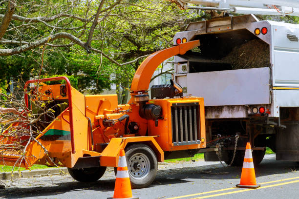 Best Tree Cabling and Bracing  in Anchorage, KY