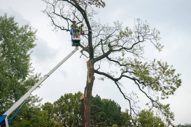 Best Tree Risk Assessment  in Anchorage, KY