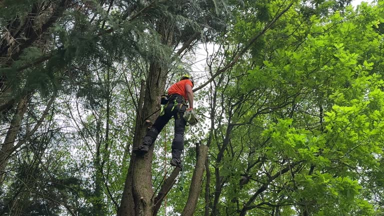 Best Tree Planting  in Anchorage, KY
