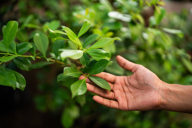 Best Tree Mulching  in Anchorage, KY