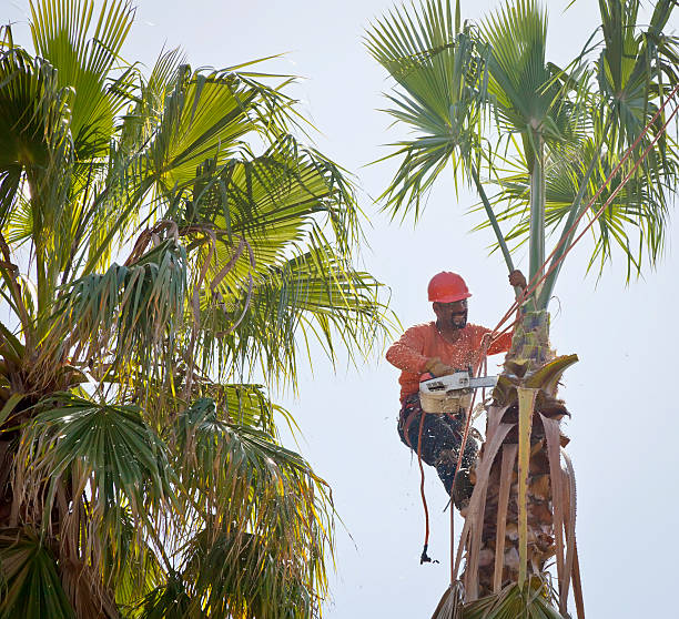Trusted Anchorage, KY Tree Services Experts