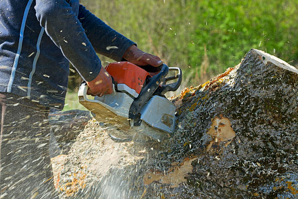 Best Storm Damage Tree Cleanup  in Anchorage, KY
