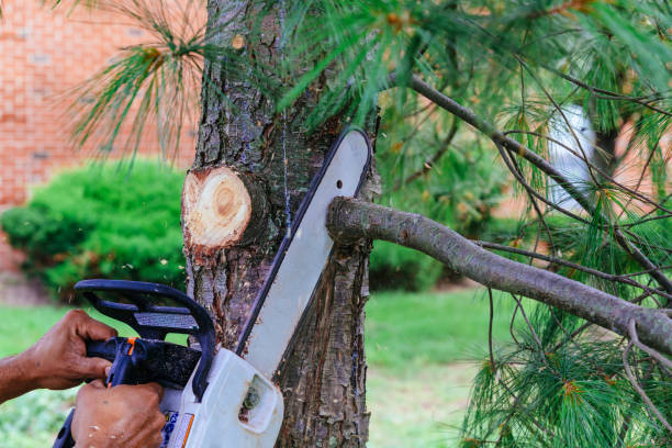 Trusted Anchorage, KY Tree Services Experts